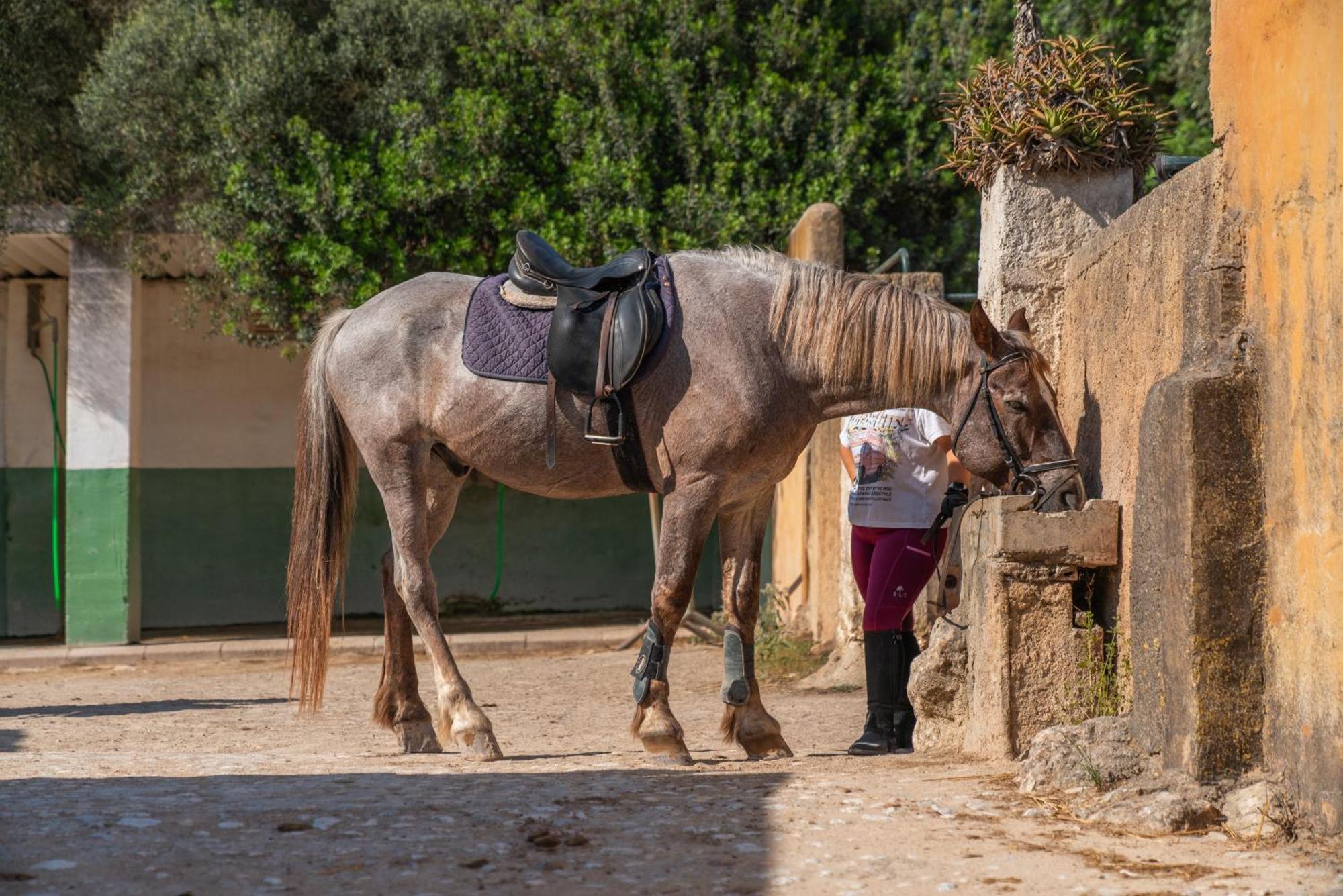 Finca Agroturismo Son Menut 펠라니트스 외부 사진